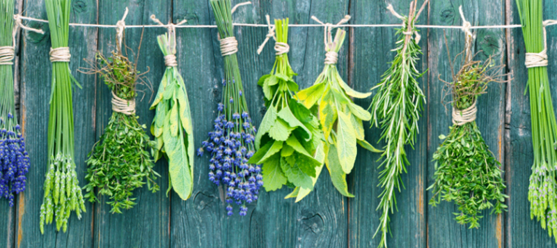Growing herbs for health