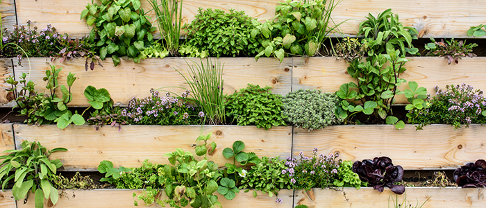 Vertical gardening