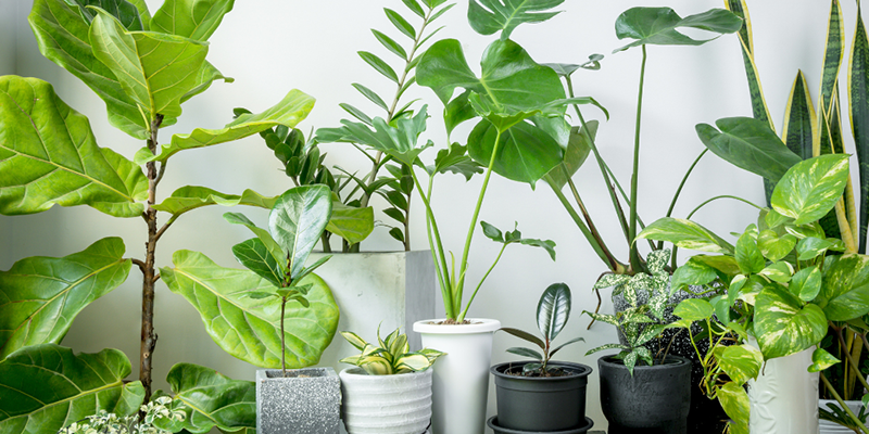 Caring for indoor plants