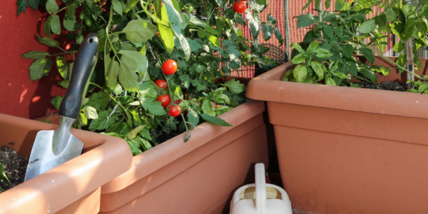 Small space veggie gardening
